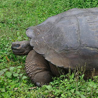 Galapagos - Santa Cruz - Tortoise